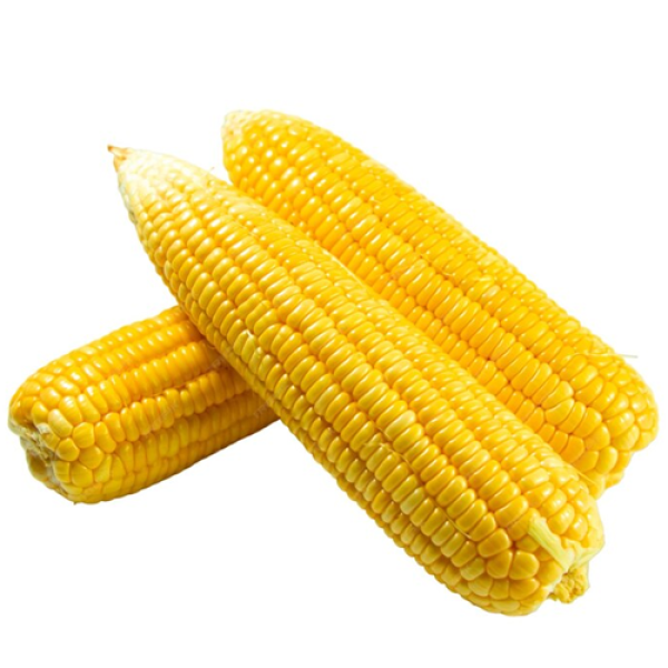 Jagung