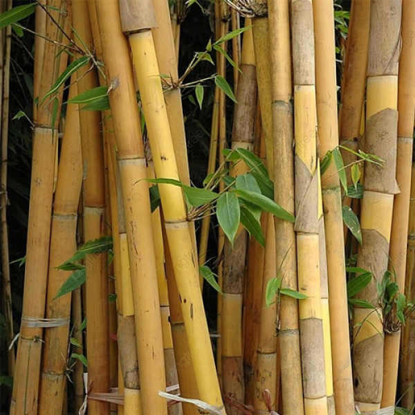 Bambu